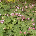 Geranium macrorrhizum 'Ingwersen's Variety' 