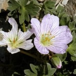 Geranium macrorrhizum 'Purpurrot' 