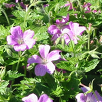 Geranium oxonianum 'Claridge Druce' 