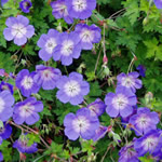 Geranium 'Rozanne' PP