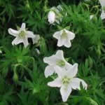 Geranium sanguineum 'Album' 