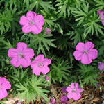 Geranium sanguineum 'New Hampshire' 