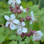 Geranium macrorrhizum 'Spessart' 