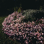 Geranium cantabrigiense 'Biokovo' 