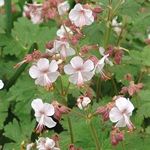 Geranium macrorrhizum