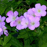Geranium maculatum 