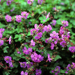 Geranium cantabrigiense 'Karmina' 