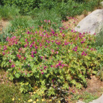 Geranium macrorrhizum