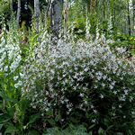 Gillenia trifoliata 