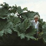 Gunnera manicata 