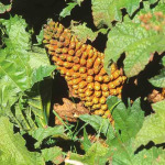 Gunnera tinctoria 