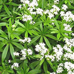 Galium odoratum (Asperula oderata)
