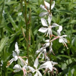 Gaura lindheimeri 'Whirling Butterflies’ 