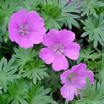 Geranium sanguineum 'John Elsley' 