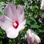 Hibiscus moscheutos