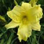 Hemerocallis 'Alice in Wonderland'