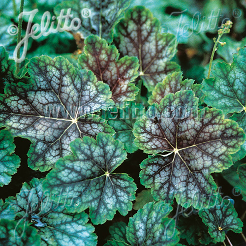 Heuchera americana 'Dale's Strain'