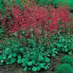 Heuchera sanguinea 'Bressingham Hybrids'