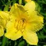 Hemerocallis ‘Happy Returns’