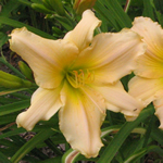 Hemerocallis 'Precious One' 