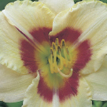 Hemerocallis 'Raspberry Season' 