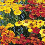 Helenium ‘Rotgold Hybrids'’