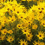 Helianthus angustifolius 