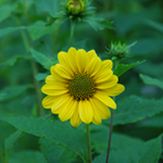 Helianthus decapetalus 'Capenoch Star' 