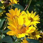 Helianthus decapetalus 'Lemon Queen' 