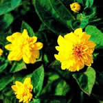Helianthus decapetalus ‘Plenus’