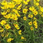 Helianthus maximiliani 