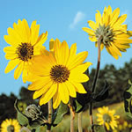 Helianthus mollis
