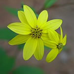 Helianthus microcephalus