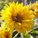 Heliopsis helianthoides ‘Goldgrünherz’