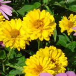 Heliopsis helianthoides 'Karat' 
