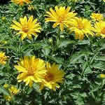 Heliopsis helianthoides 'Summer Sun' 