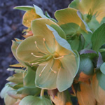 Helleborus argutifolius (H. corsicus)