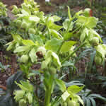 Helleborus foetidus 