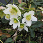 Helleborus niger 'Preacox'
