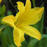 Hemerocallis 'August Bright'