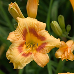 Hemerocallis 'Black Eyed Stella'