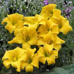 Hemerocallis 'Eenie Weenie'