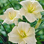 Hemerocallis 'Joan Senior'