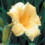 Hemerocallis 'Stella de Oro' 