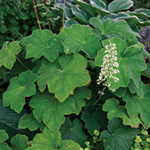 Heuchera villosa 'Autumn Bride'