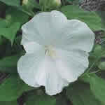 Hibiscus 'Blue River II' 