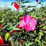 Hibiscus 'Lady Baltimore'