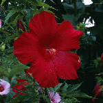 Hibiscus 'Lord Baltimore'