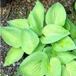 Hosta Hybrid Cultivars 'August Moon'