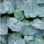 Hosta Hybrid Cultivars 'Big Mama'